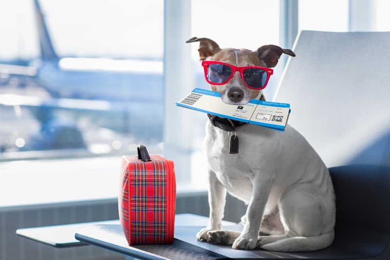 Can I Buy a Seat on a Plane for My Dog?