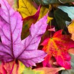 Fall Family Vacations
