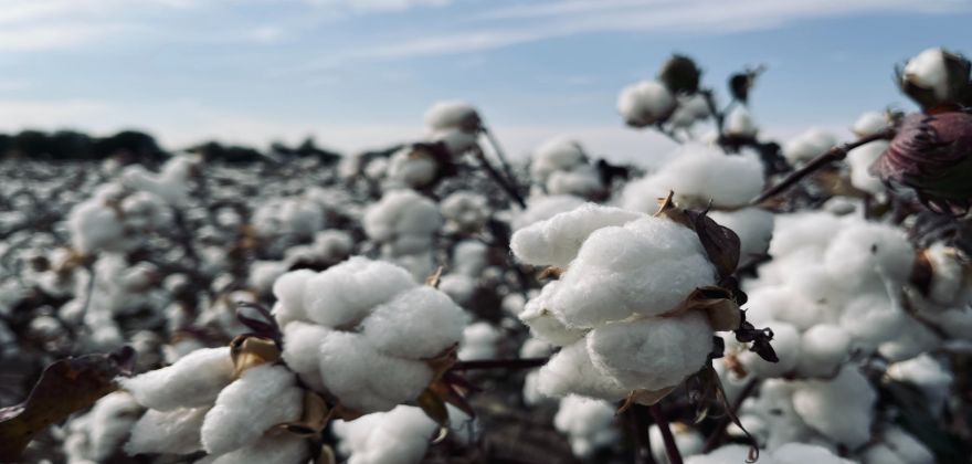 Cotton Vs Polyester Which Is Better For Outdoor