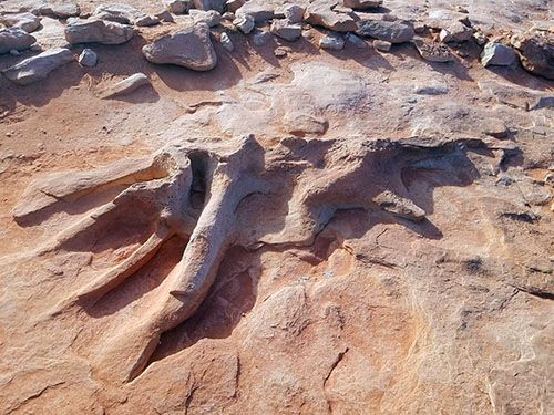 Dinosaur Footprints Hiking Area
